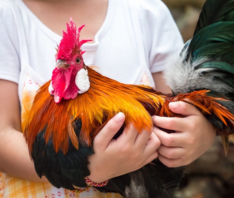 Chicken