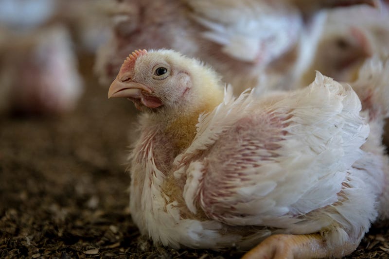 chicken