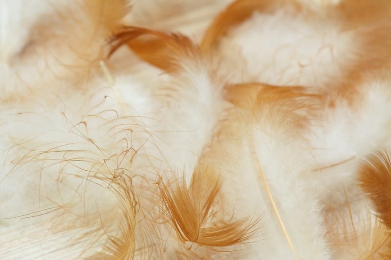 feathers