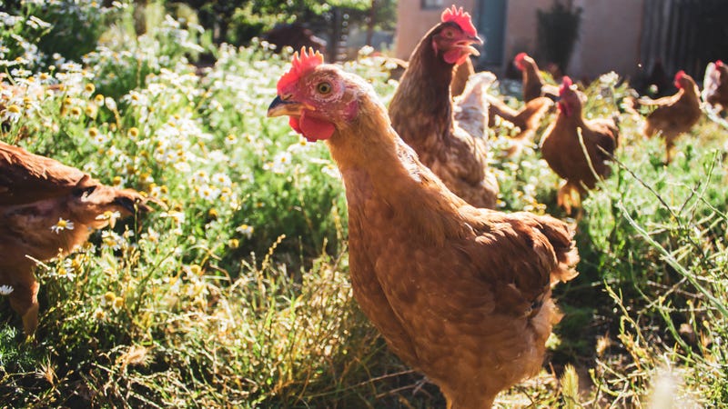 Chickens roaming a backyard
