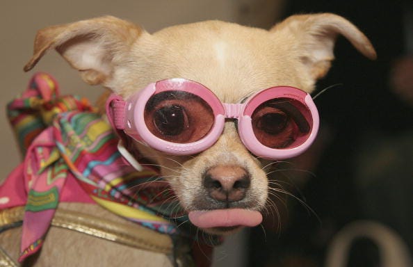 chihuahua