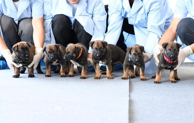 Beijing Municipal Public Security Bureau shows puppies, part of the cloned police dog program, lined up for a group photo at the bureau's police dog base.