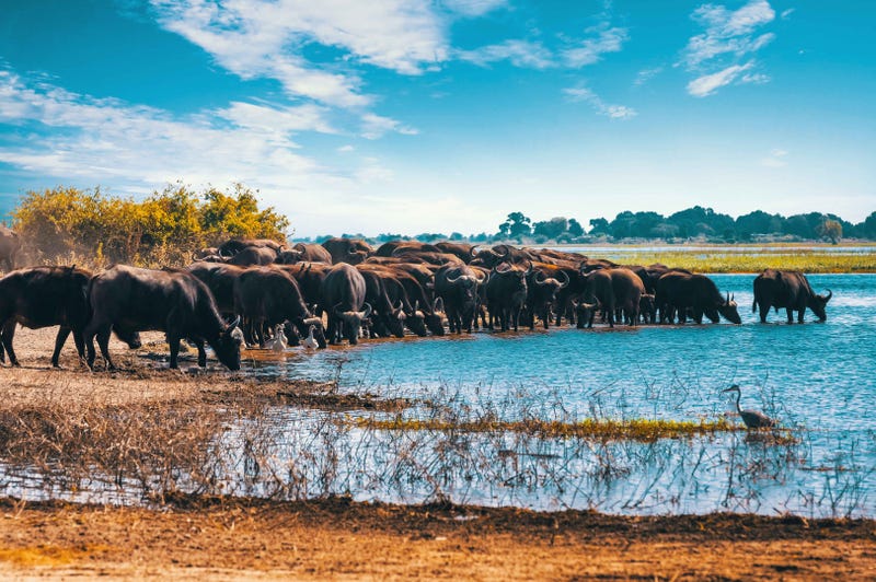 Water Buffalo in Chobe Park in Botswana
