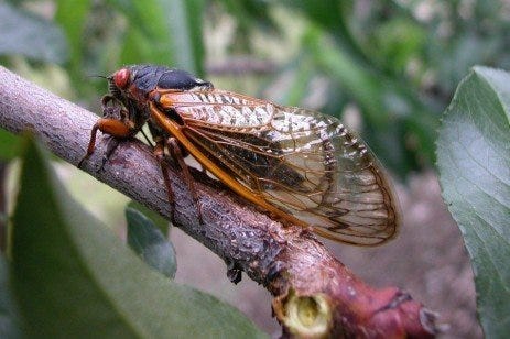 After a 17-year hibernation, cicadas will soon re-emerge in southeastern Pennsylvania.