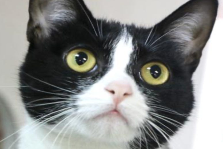 Coco @ Austin Humane Society October 2020
