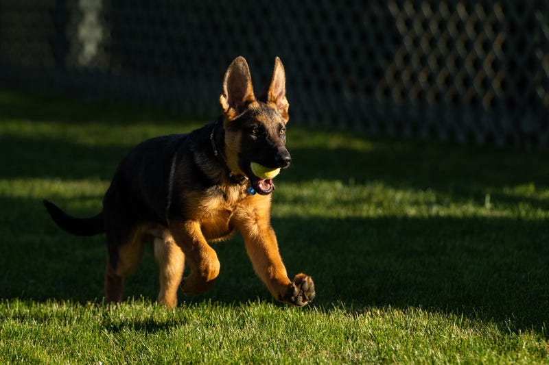 Commander the German shepherd