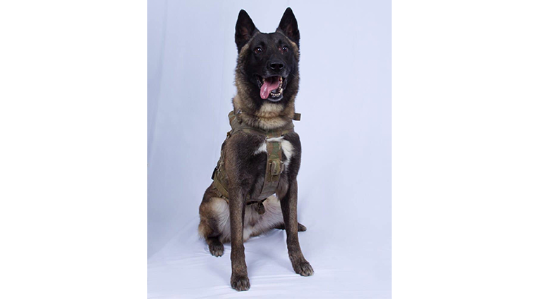 Conan, the dog injured in the operation to get al-Baghdadi