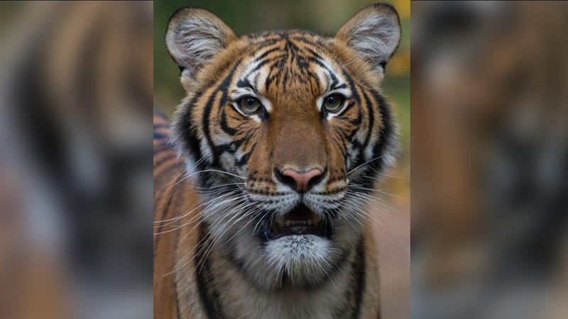 COVID 19 tiger