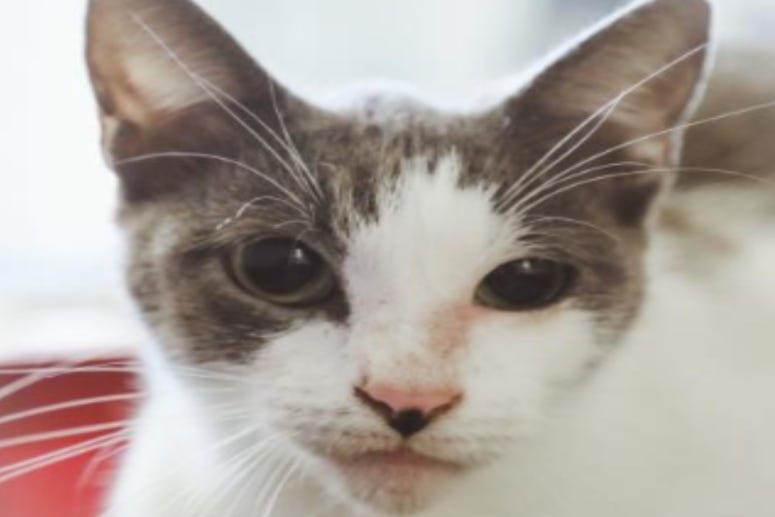 Cowgirl @ Austin Humane Society June 2020
