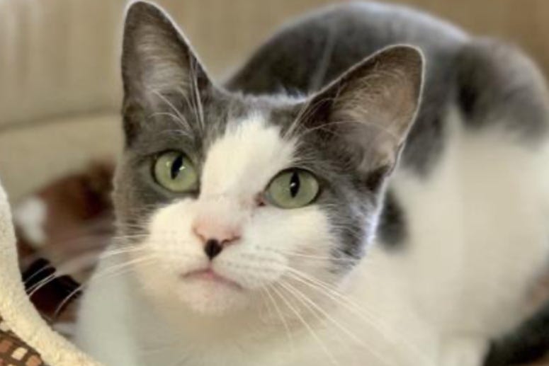 Cowgirl @ Austin Humane Society October 2020