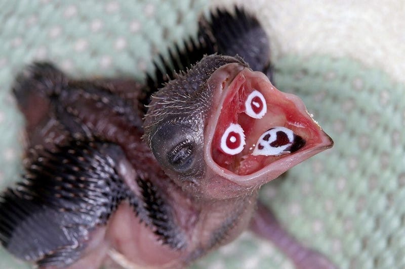 crested cuoa chick