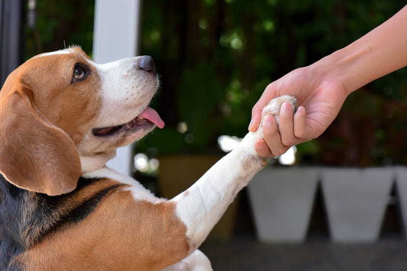 cute dogs
