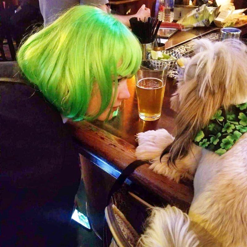 Dog in a bar St. Patrick's weekend