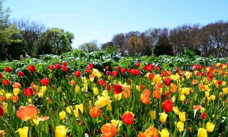 Dallas Arboretum