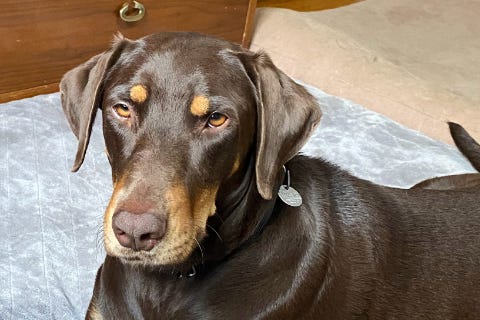 Darcy is a 3-year-old, female Pinscher, Doberman, Retriever, Labrador mix. She weighs 69 pounds.