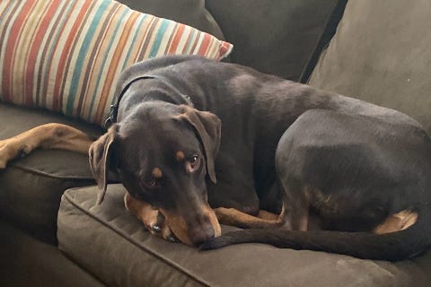 Darcy is a 3-year-old, female Pinscher, Doberman, Retriever, Labrador mix. She weighs 69 pounds.