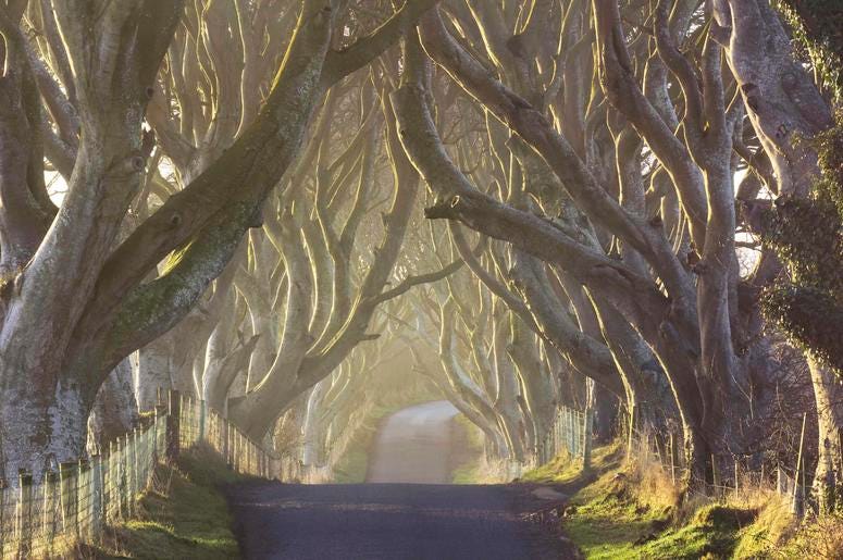 Dark Hedges road Northern Ireland