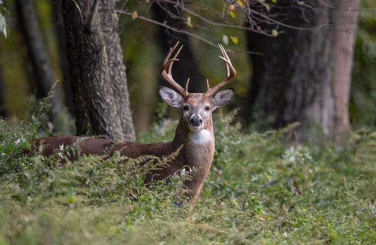 deer