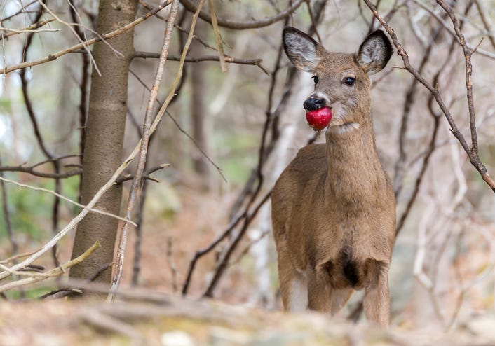Deer Eating Apple