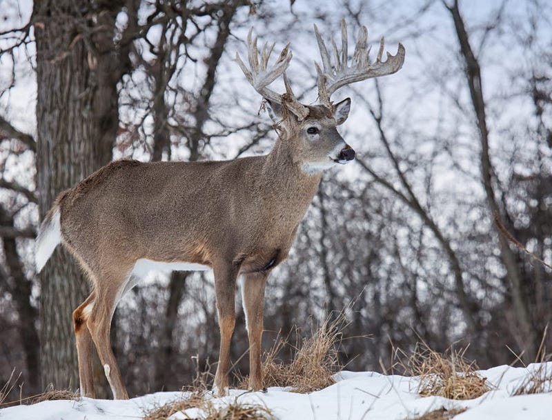 deer in snow