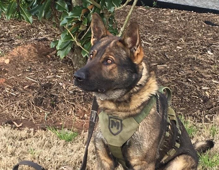 K9 Roscoe - ACSO