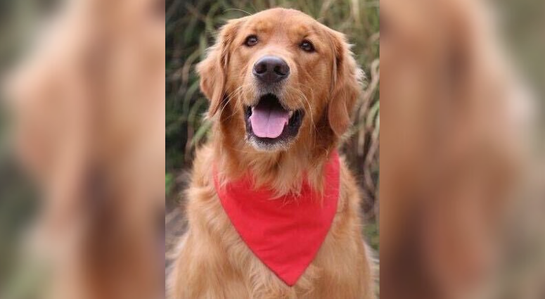 Therapy dog