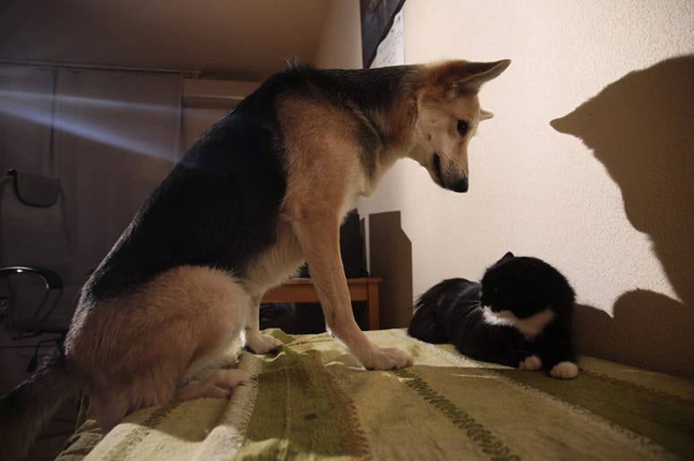 Dog_And_Cat