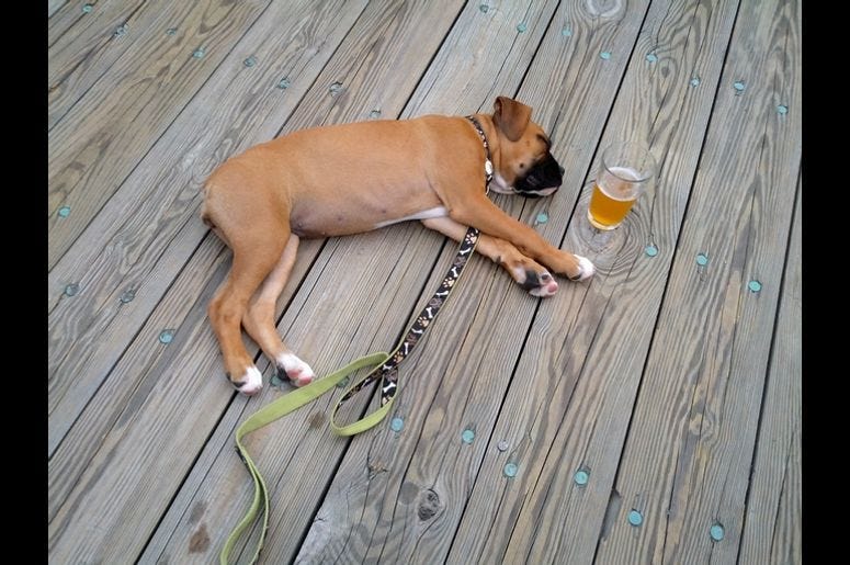 Dog_Beer