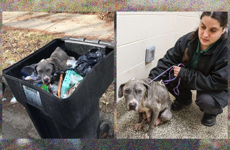 Dog Found In Trash Can