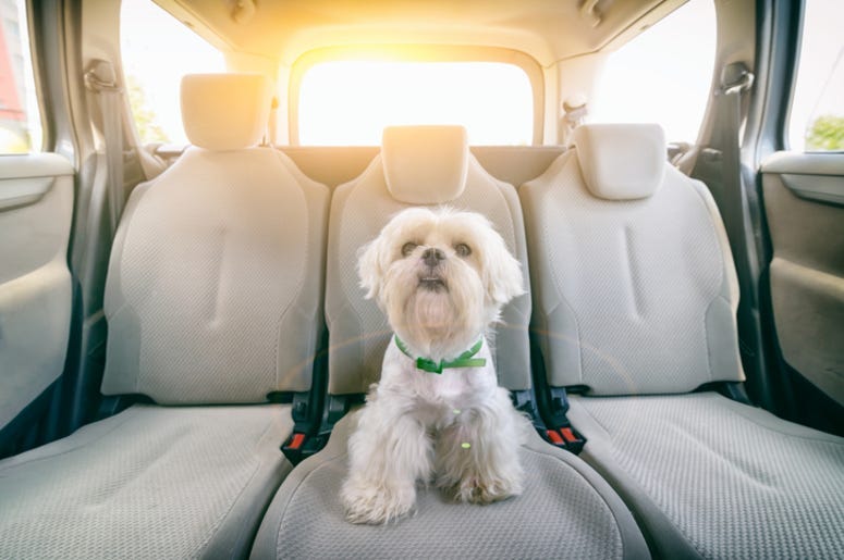 Dog_in_Car