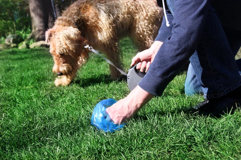 dog poop