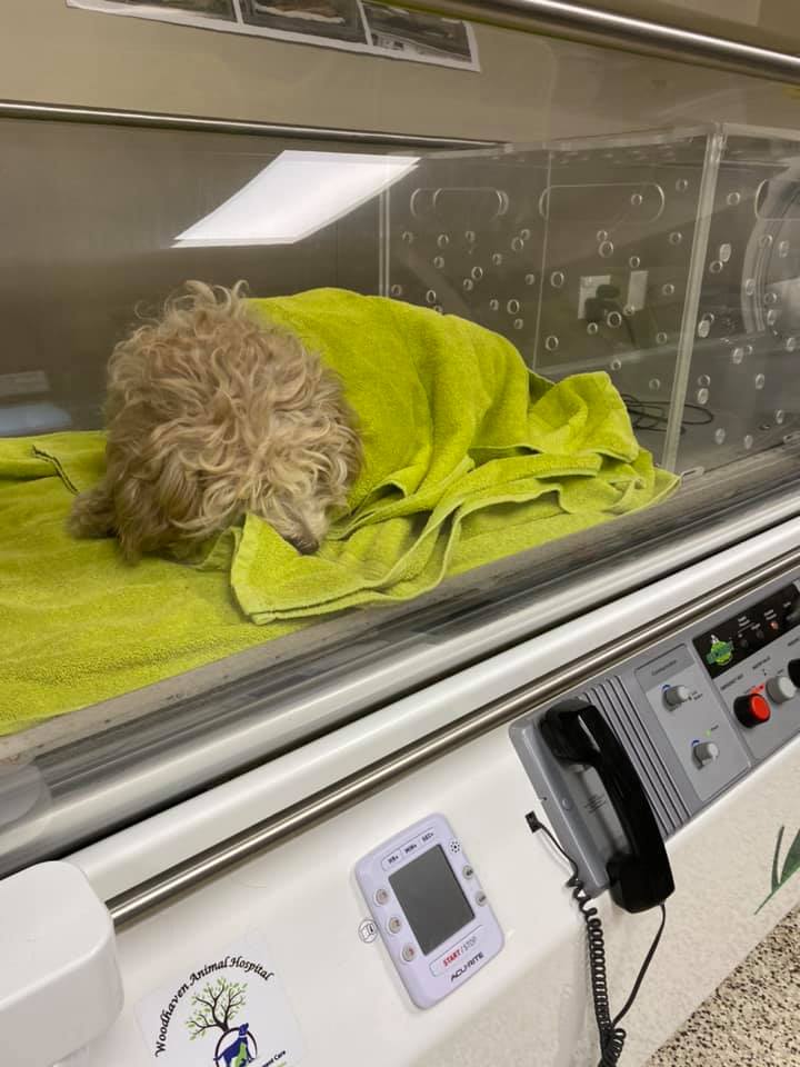 Dog rescued from frigid waters of the Detroit River
