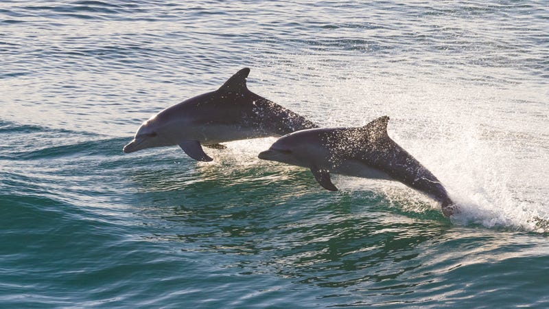 Two sparkling dolphins jumping in beautiful turquoise colored water at sunrise at Cabarita, Northern NSW, Australia
