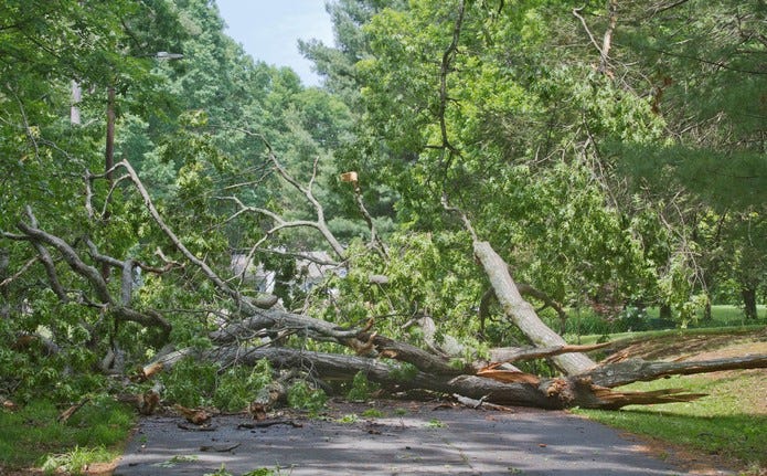 downed trees