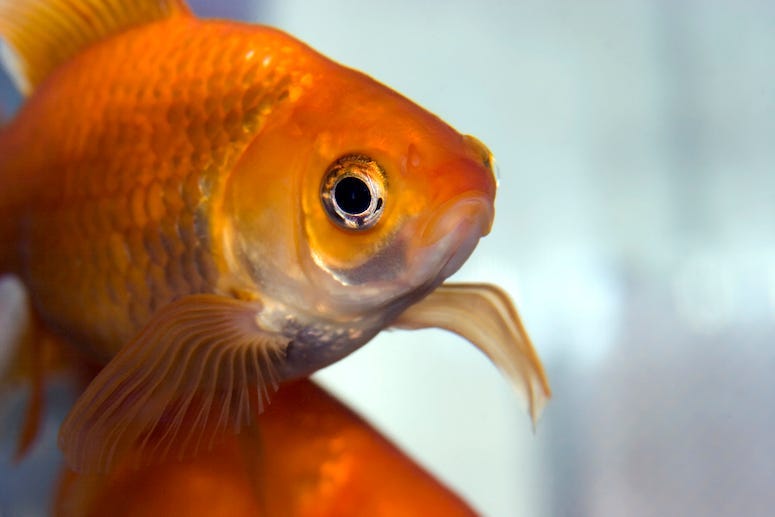 Goldfish, Fish, Pet, Bowl, Close Up