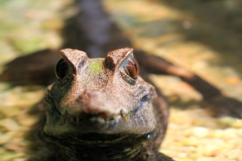 Baby Alligator, Water, Head, Close Up, Gator