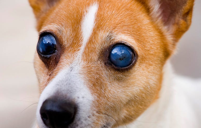 Blind, Dog, Eyes, Terrier, Close Up