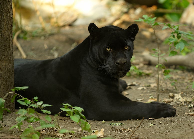 Black Jaguar, Shade, Lying Down, Tree
