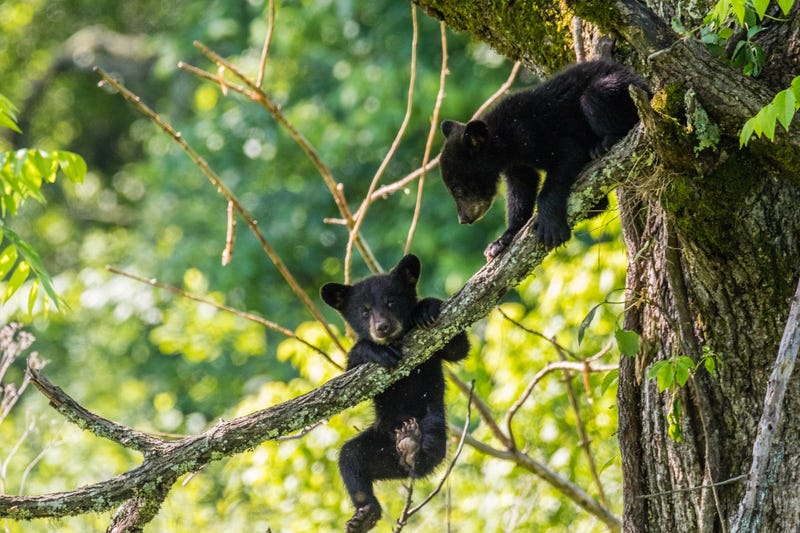 Black Bear Cubs
