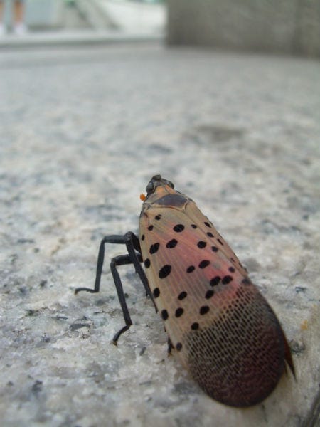 spotted lanternfly.