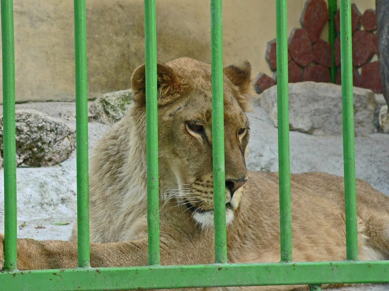 Lioness in small cage. Prisonner. Animal abuse. Jaguar, pallas.