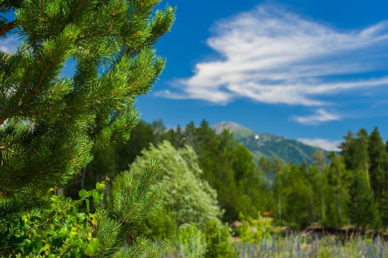 Cedar Trees, Mountains