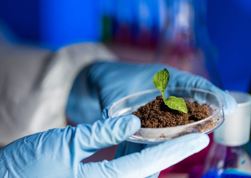 Scientist plants a tree