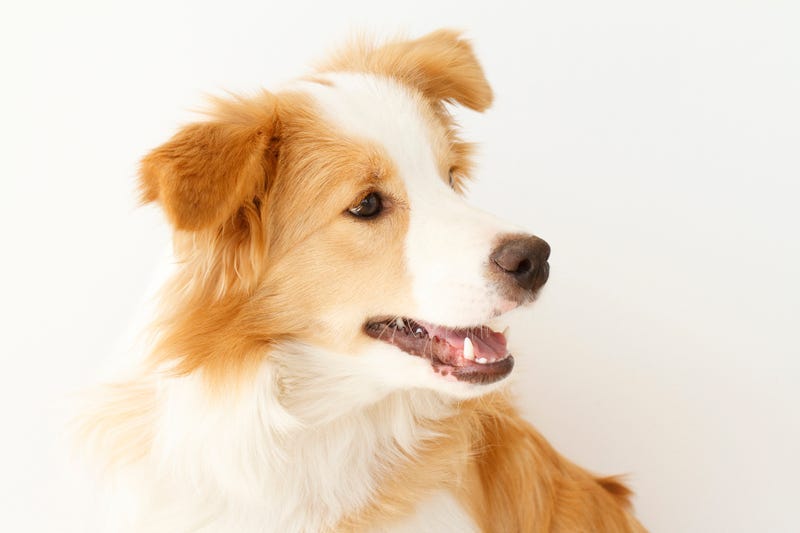 border collie, dog, microphone, interview, smart, funny