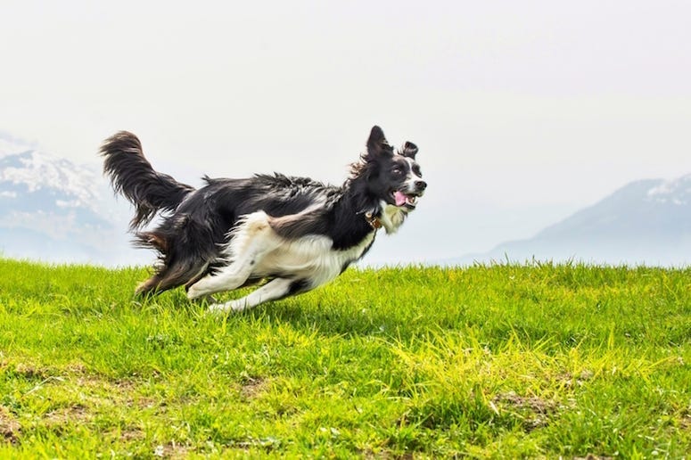 border collie, westminster dog show, agility, verb, fast, dog, jumping, running