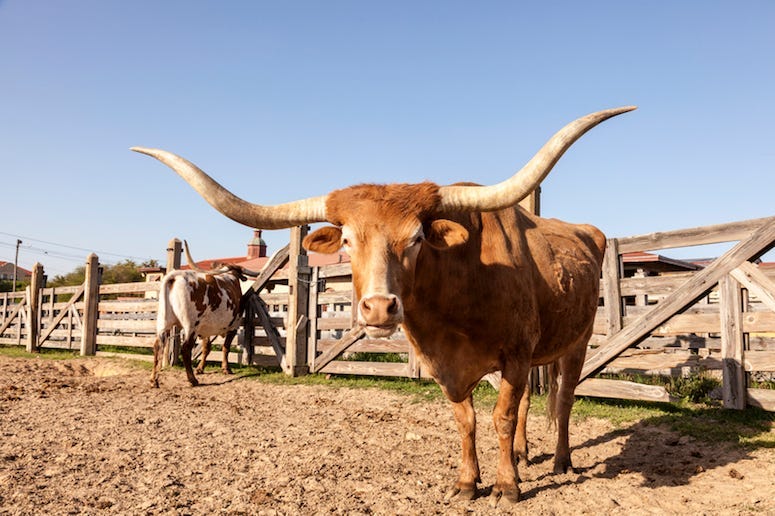 steer, texas, houston, petco, leash