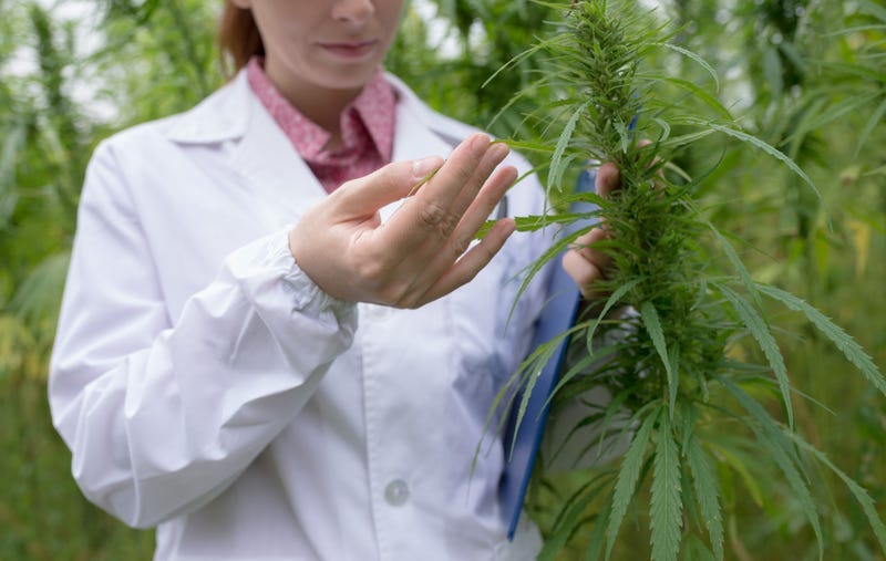 Cannabis, Marijuana