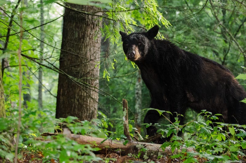 Black Bear