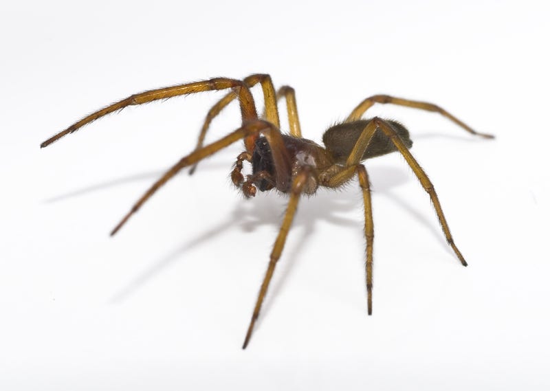 spider