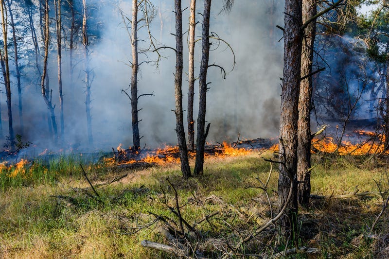 A pair of assembly committees listened to people discuss their plans to better protect the Pinelands from the kind of disastrous fires that are happening out west.